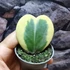 Kép 5/5 - Hoya kerrii albomarginata levél dugvány