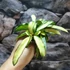 Kép 10/10 - Hoya wayetii 'Tricolor'