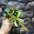 Kép 3/10 - Hoya wayetii 'Tricolor'