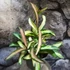 Kép 2/10 - Hoya wayetii 'Tricolor'