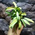 Kép 4/10 - Hoya wayetii 'Tricolor'