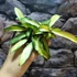 Kép 6/10 - Hoya wayetii 'Tricolor'