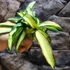 Kép 7/10 - Hoya wayetii 'Tricolor'