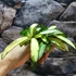 Kép 8/10 - Hoya wayetii 'Tricolor'