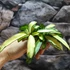 Kép 9/10 - Hoya wayetii 'Tricolor'