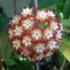 Kép 1/8 - Hoya callistophylla