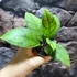 Kép 3/8 - Hoya callistophylla