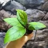 Kép 2/8 - Hoya callistophylla