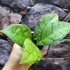 Kép 4/8 - Hoya callistophylla