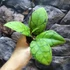 Kép 5/8 - Hoya callistophylla