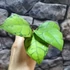 Kép 6/8 - Hoya callistophylla