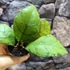 Kép 7/8 - Hoya callistophylla