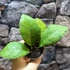 Kép 8/8 - Hoya callistophylla