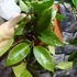 Kép 7/9 - Hoya Sunrise