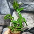 Kép 2/6 - Hoya rubida