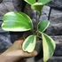Kép 3/5 - Hoya kerrii albomarginata