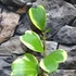 Kép 2/5 - Hoya kerrii albomarginata