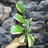 Kép 4/5 - Hoya kerrii albomarginata