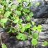 Kép 4/8 - Hoya kanyakumariana