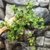 Kép 2/8 - Hoya kanyakumariana