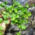 Kép 5/8 - Hoya kanyakumariana