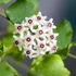 Kép 1/8 - Hoya kanyakumariana