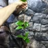 Kép 2/6 - Hoya cinnamomifolia var. purpureofusca