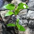 Kép 4/6 - Hoya cinnamomifolia var. purpureofusca