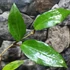 Kép 3/6 - Hoya cinnamomifolia var. purpureofusca