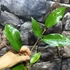 Kép 5/6 - Hoya cinnamomifolia var. purpureofusca