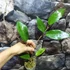 Kép 6/6 - Hoya cinnamomifolia var. purpureofusca