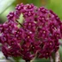 Kép 1/6 - Hoya cinnamomifolia var. purpureofusca