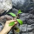 Kép 3/5 - Hoya camphorifolia