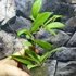 Kép 2/5 - Hoya camphorifolia