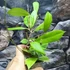 Kép 4/5 - Hoya camphorifolia