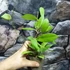Kép 5/5 - Hoya camphorifolia