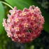 Kép 1/5 - Hoya camphorifolia