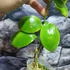 Kép 2/6 - Hoya diptera