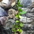 Kép 6/6 - Hoya diptera