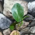 Kép 4/7 - Hoya tannaensis