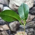 Kép 5/7 - Hoya tannaensis