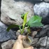 Kép 6/7 - Hoya tannaensis