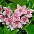 Kép 1/7 - Hoya tannaensis