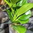Kép 3/5 - Hoya pachyclada