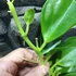 Kép 4/5 - Hoya pachyclada