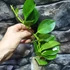 Kép 5/5 - Hoya pachyclada