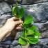 Kép 2/5 - Hoya pachyclada