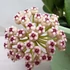 Kép 1/5 - Hoya pachyclada
