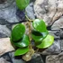 Kép 2/6 - Hoya sweet scent