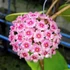 Kép 1/6 - Hoya sweet scent